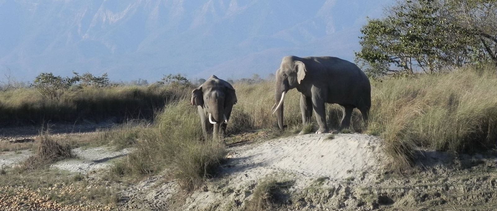 Elephant at Bardiya National Park