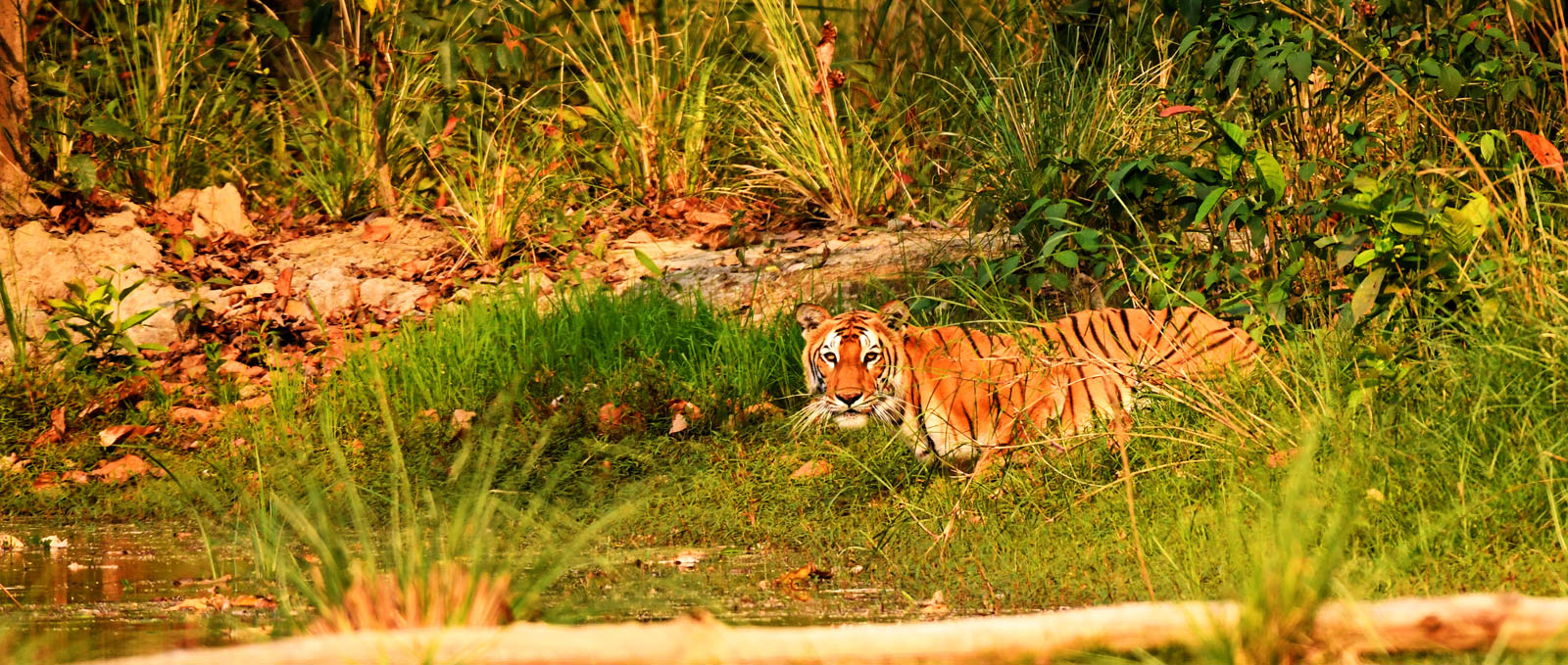Tiger at Bardiya National Park
