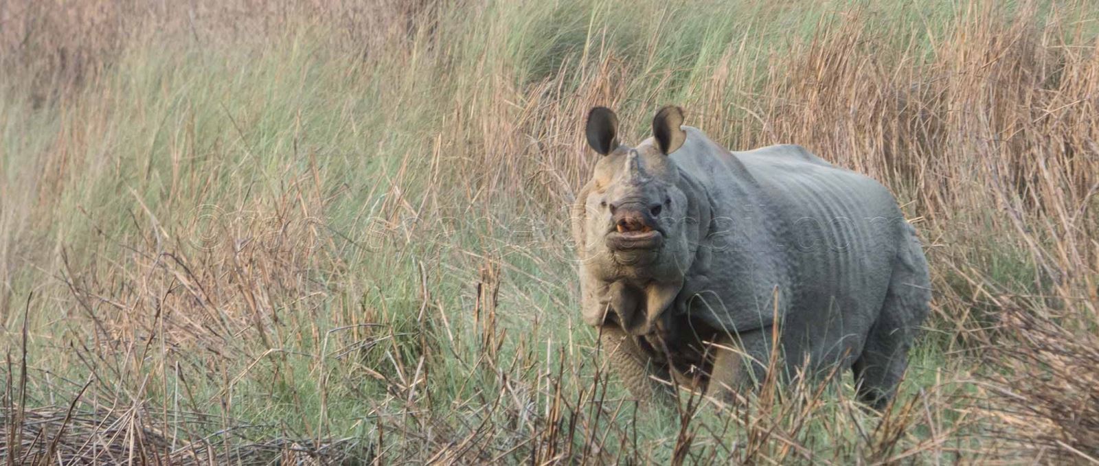 One Horned Rhino at Bardiya National Park