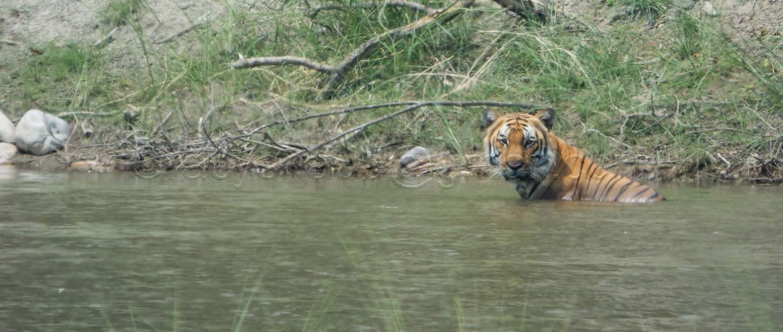 Tiger at Bardiya National Park
